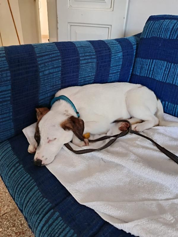 Jonas cucciolino 4 mesi taglia piccola Foto 4